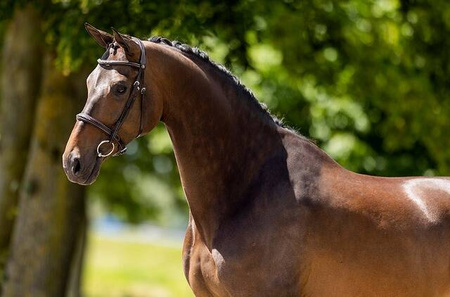 Ogłowie OXFORD brown PONY BR